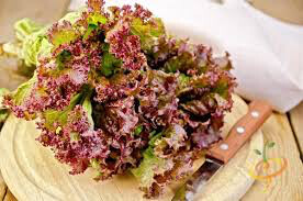 Lettuce Salad Bowl Red Organic 6 pack