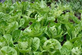 Lettuce Romaine Organic 6-pack 