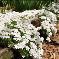 Phlox White Delight 1 gal.