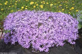 Phlox &quot;Purple Beauty&quot; #1