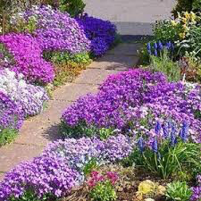 Rock Cress Arabis spring charm 1 gal.