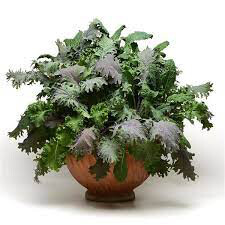 Kale kale storm 4.5&quot;