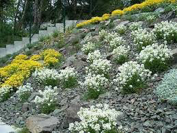 Candytuft Snowflake 1 gal.