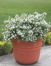 Candytuft Snowflake 1 gal.