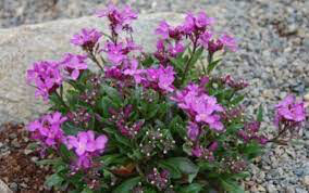 Rock Cress Arabis spring charm 1 gal.