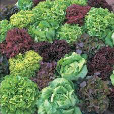 Lettuce city garden 4.5&quot;