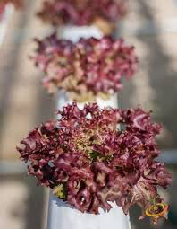 Lettuce Salad Bowl Red Organic 6 pack