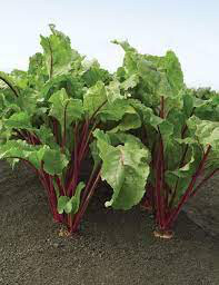 Beet red ace 4&quot;