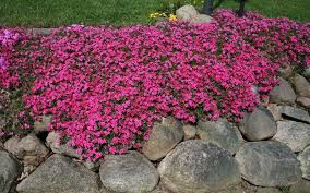 Phlox &quot;Scarlet Flame&quot; #1