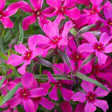 Phlox "Scarlet Flame" #1