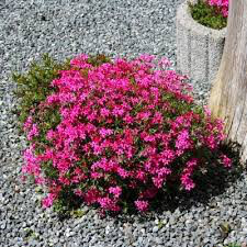 Phlox &quot;Scarlet Flame&quot; #1