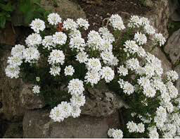 Candytuft Snowflake 1 gal.
