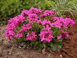 Rock Cress Arabis spring charm 1 gal.
