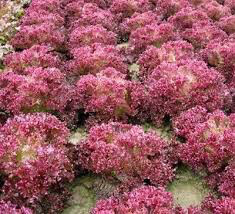 Lettuce Salad Bowl Red Organic 6 pack
