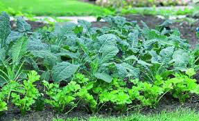 Kale kale storm 4.5&quot;