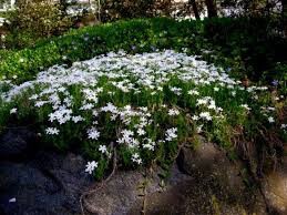 Phlox White Delight 1 gal.