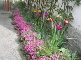Phlox &quot;Scarlet Flame&quot; #1