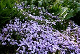 Phlox &quot;Purple Beauty&quot; #1