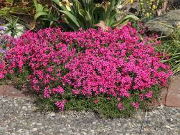 Phlox &quot;Scarlet Flame&quot; #1
