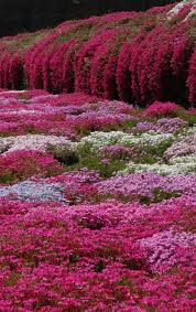 Phlox &quot;Scarlet Flame&quot; #1