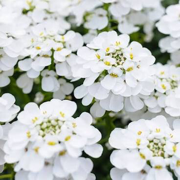 Candytuft Snowflake 1 gal.