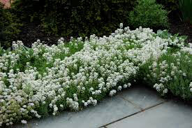 Candytuft Snowflake 1 gal.