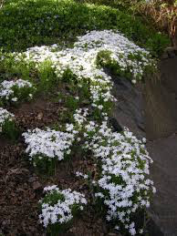 Phlox White Delight 1 gal.