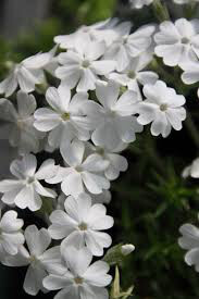Phlox White Delight 1 gal.