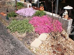 Phlox &quot;Scarlet Flame&quot; #1