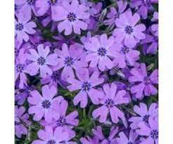 Phlox &quot;Purple Beauty&quot; #1