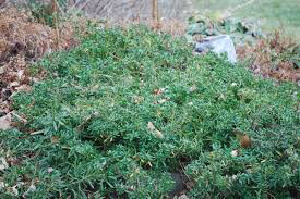 Candytuft Snowflake 1 gal.