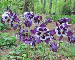Columbine aquilegia winky purple and white 1 gal.