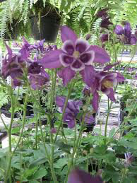 Columbine aquilegia winky purple and white 1 gal.