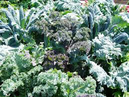 Kale kale storm 4.5&quot;
