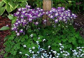 Columbine aquilegia winky purple and white 1 gal.