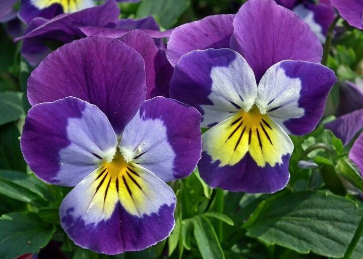 Pansy Market Pack