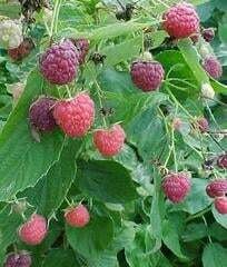 Rubus &#39;Heritage&#39; 3 gal