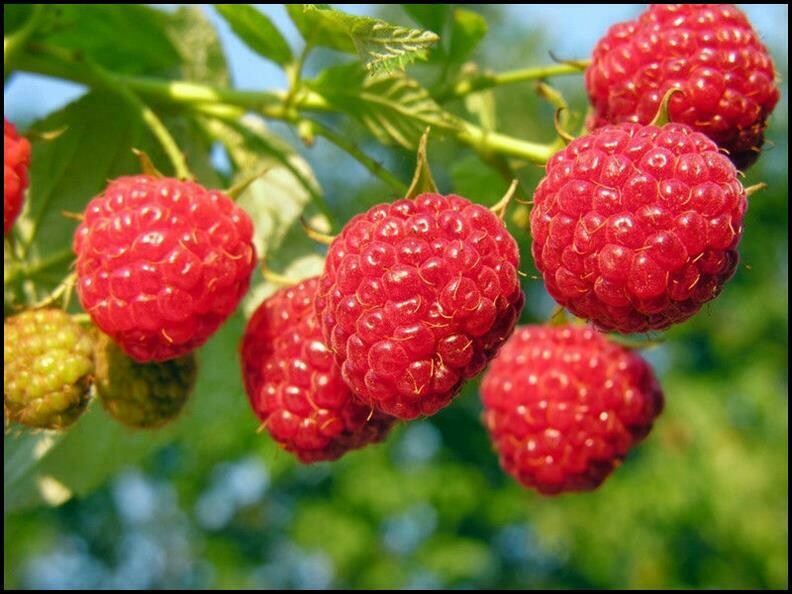 Rubus &#39;Heritage&#39; 3 gal