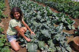 Broccoli Bellstar Organic 6-pack