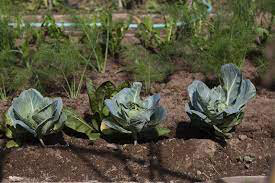 Cauliflower Bishop Organic 6-pack 