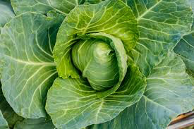 Cabbage  Caraflex Organic 6 pack