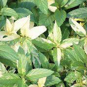 Mint Varigated Peppermint Organic 1 pint