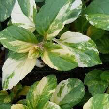 Mint Varigated Peppermint Organic 1 pint