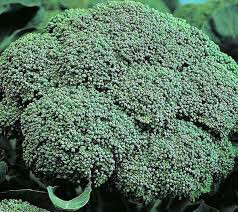 Broccoli Bellstar Organic 6-pack
