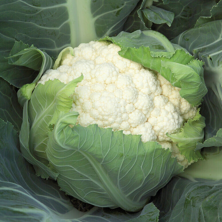 Cauliflower Bishop Organic 6-pack 
