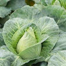 Cabbage  Caraflex Organic 6 pack