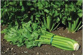 Celery Celeriac Tango Organic 6 pack