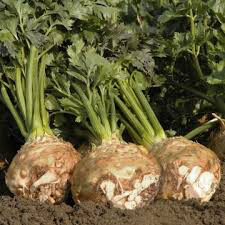 Celery Celeriac Tango Organic 6 pack