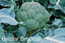 Broccoli Bellstar Organic 6-pack