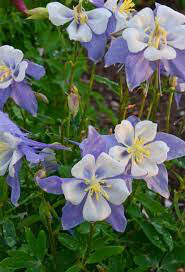 Columbine aquilegia chrysantha songbird 1 gal.